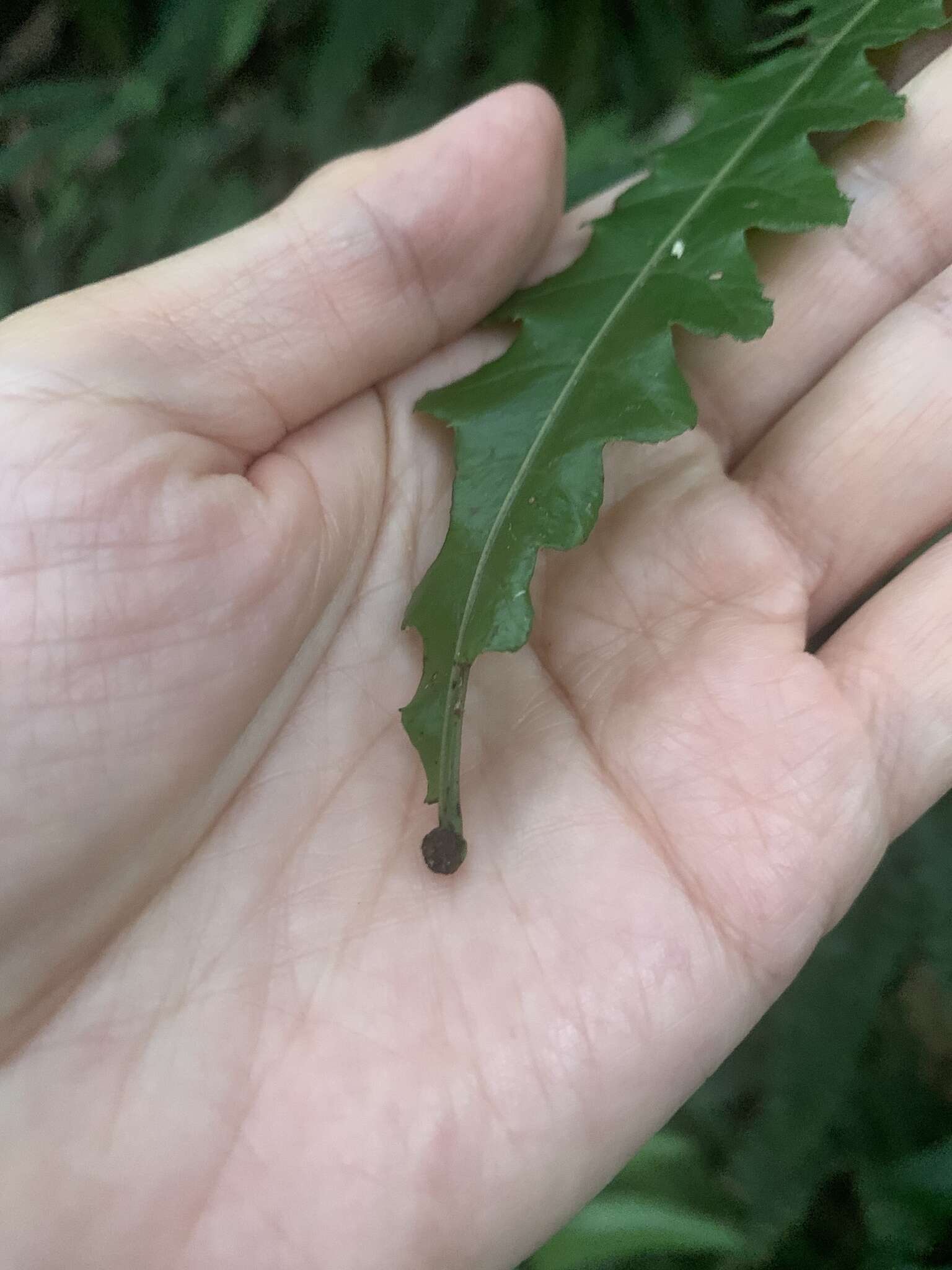 Image of Bolbitis subcordata (Copel.) Ching