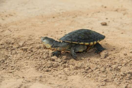 Image of Acanthochelys