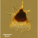 Image of <i>Lipmanella dictyoceras</i> (Haeckel) Kling 1973