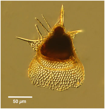 Image of <i>Lipmanella dictyoceras</i> (Haeckel) Kling 1973
