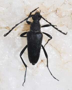 Image of Stictoleptura (Cribroleptura) otini (Peyerimhoff 1949)