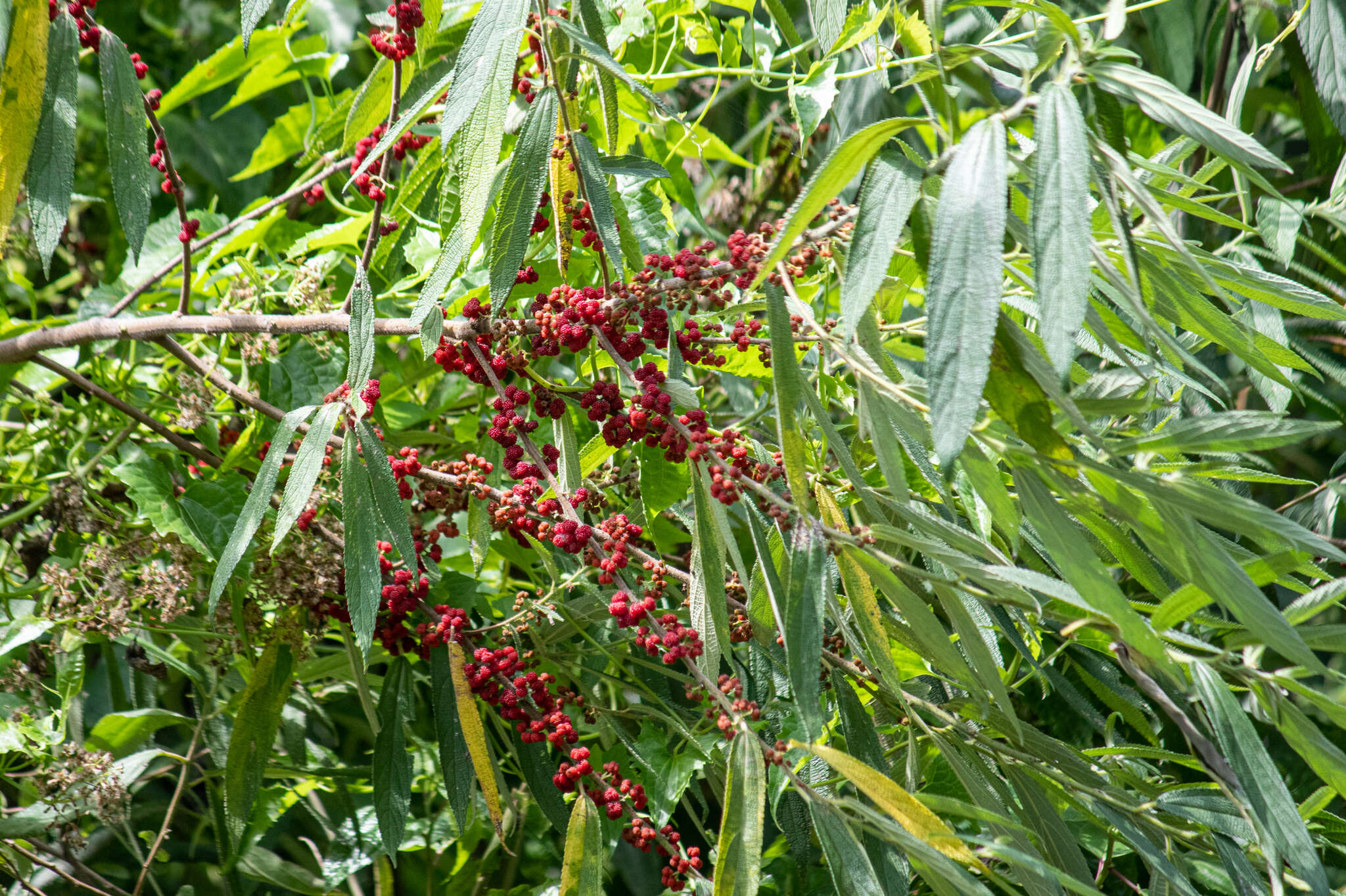 Imagem de Debregeasia longifolia (Burm. fil.) Wedd.