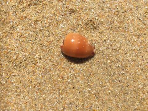 Image of toothless cowrie