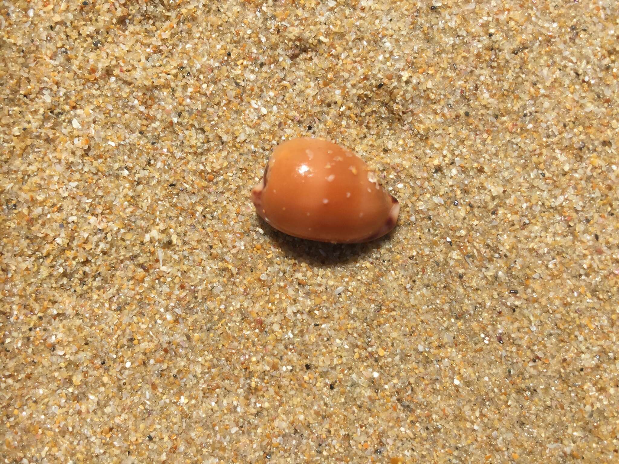 Image of toothless cowrie