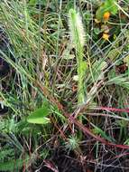 Image of Feather-Stem Club-Moss