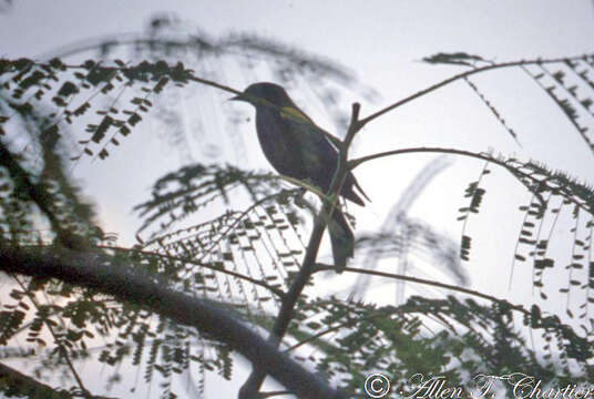 Image of Yellow-shouldered Blackbird