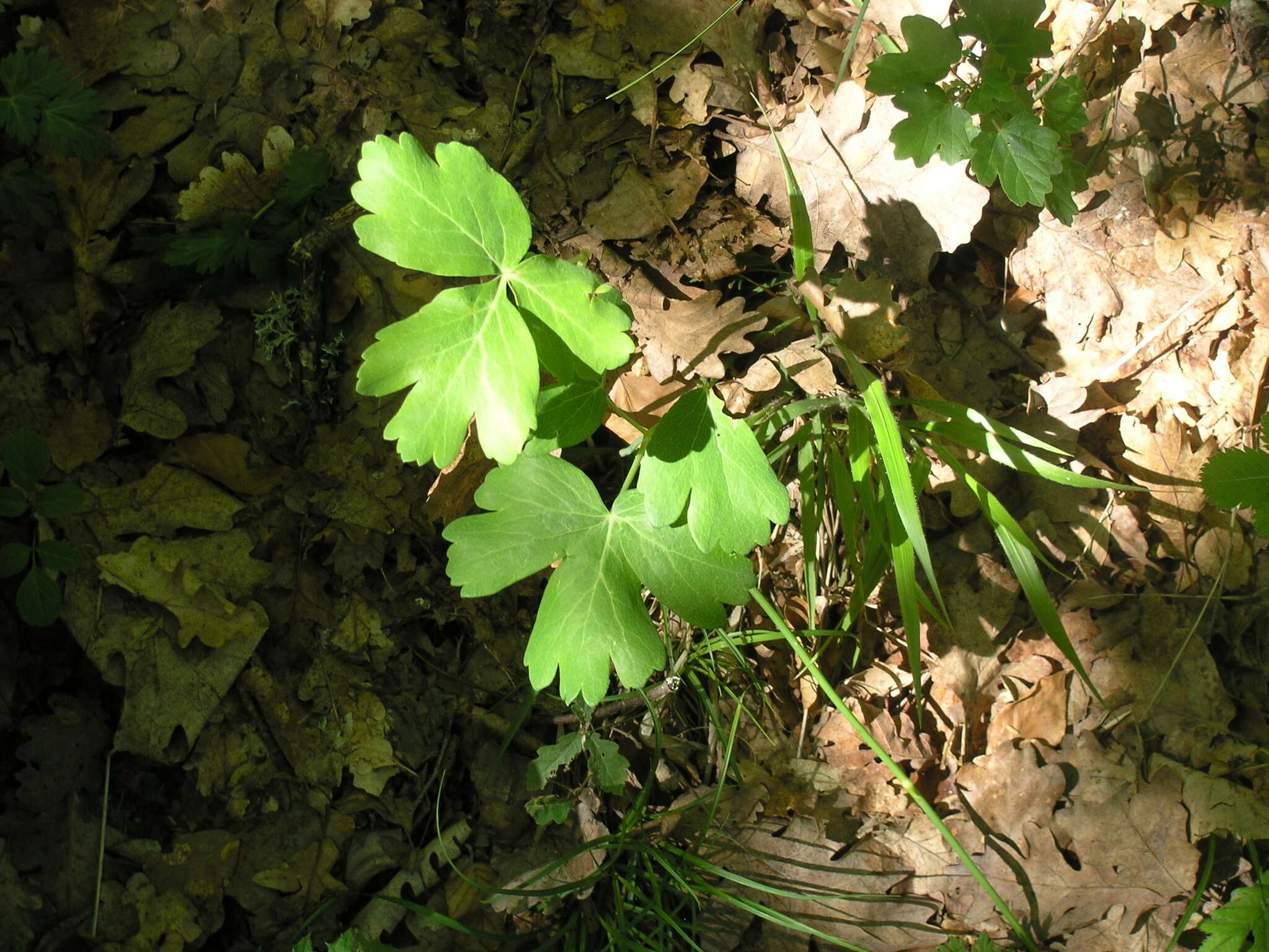 Image of Laser trilobum (L.) Borkh.