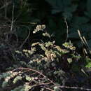 Image of Euphorbia pycnostegia Boiss.