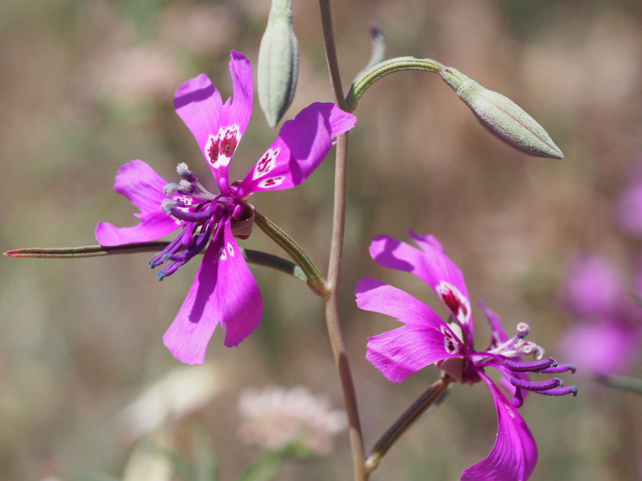 Image of gunsight clarkia