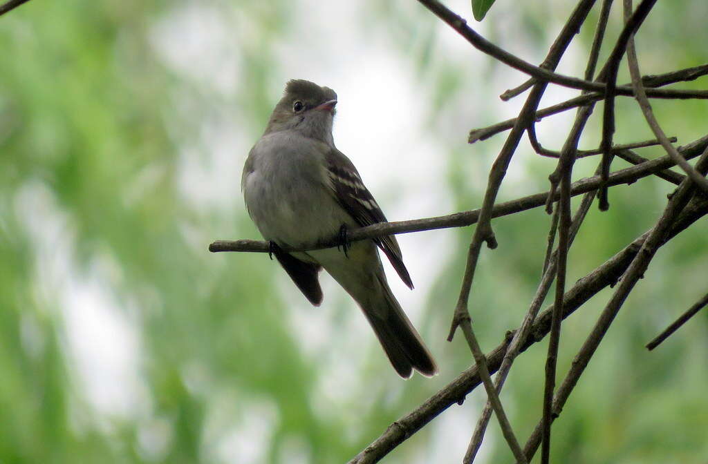 Imagem de Elaenia parvirostris Pelzeln 1868