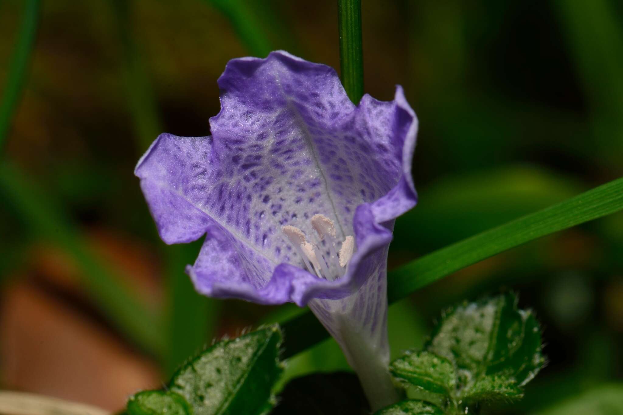 Strobilanthes rankanensis Hayata resmi