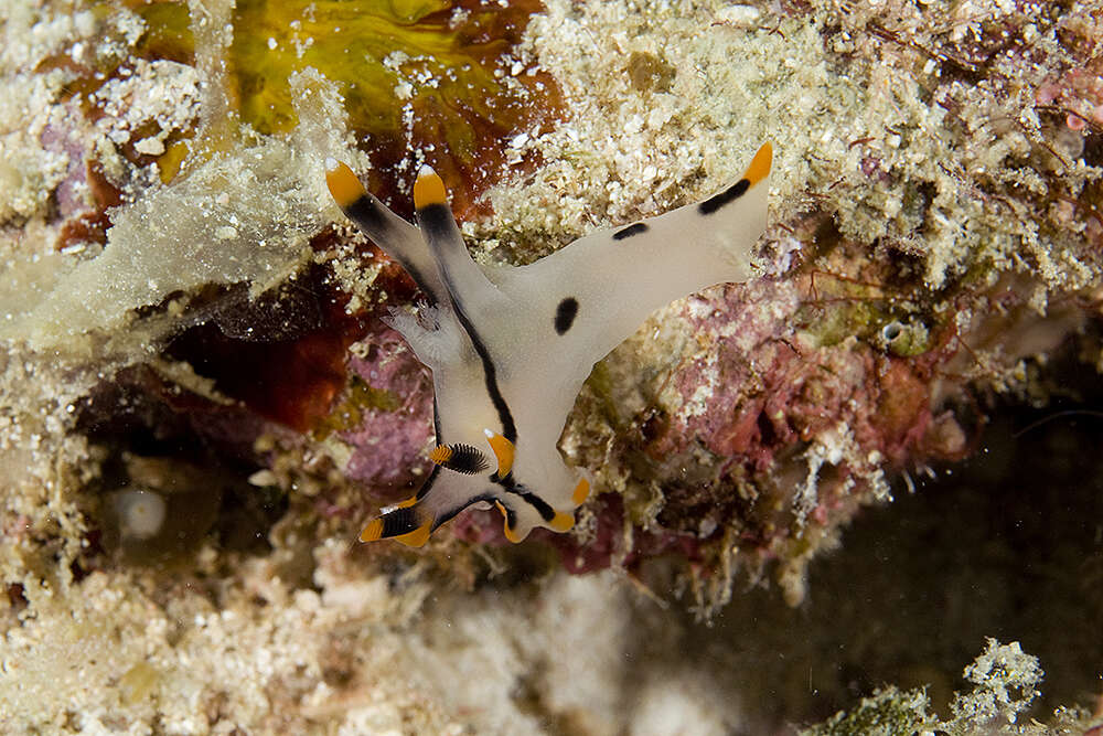 Image of Orange tip black line grey slug