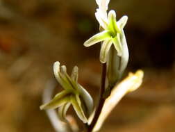 Image of Haworthia arachnoidea var. setata (Haw.) M. B. Bayer