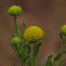 Helenium atacamense Cabrera resmi