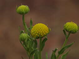 Image of Helenium atacamense Cabrera