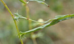 Imagem de Xenostegia tridentata (L.) D. F. Austin & Staples