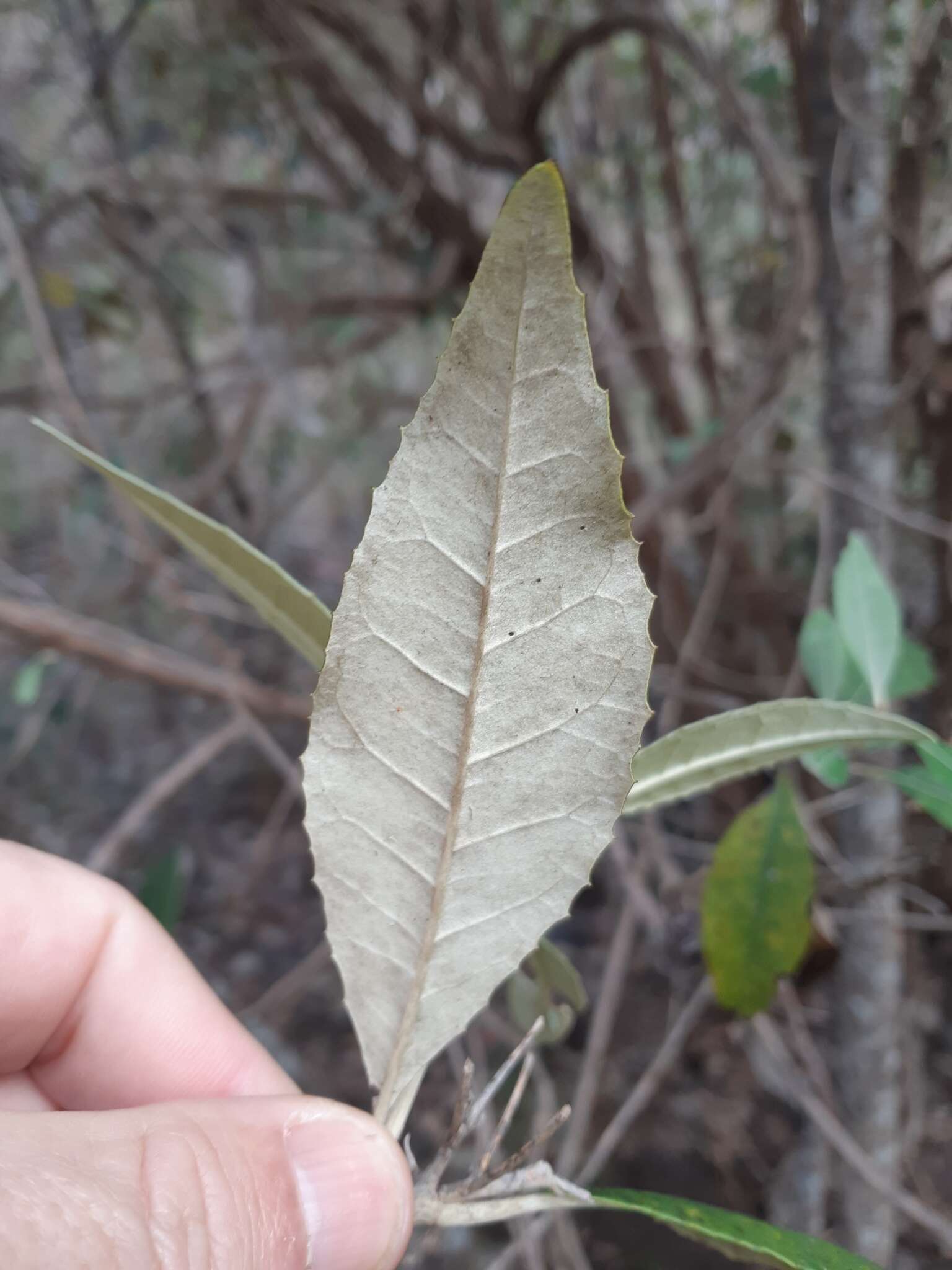 Olearia argophylla (Labill.) F. Müll. resmi