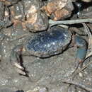 Image of broadback mud crab