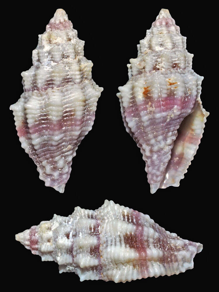 Image of Vexillum roseum (Broderip 1836)