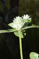 Image of pearly globe amaranth