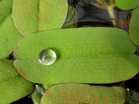 Image of oblong salvinia