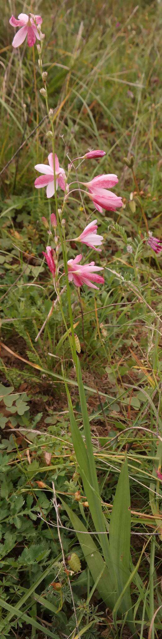 Image of Ixia longituba subsp. longituba