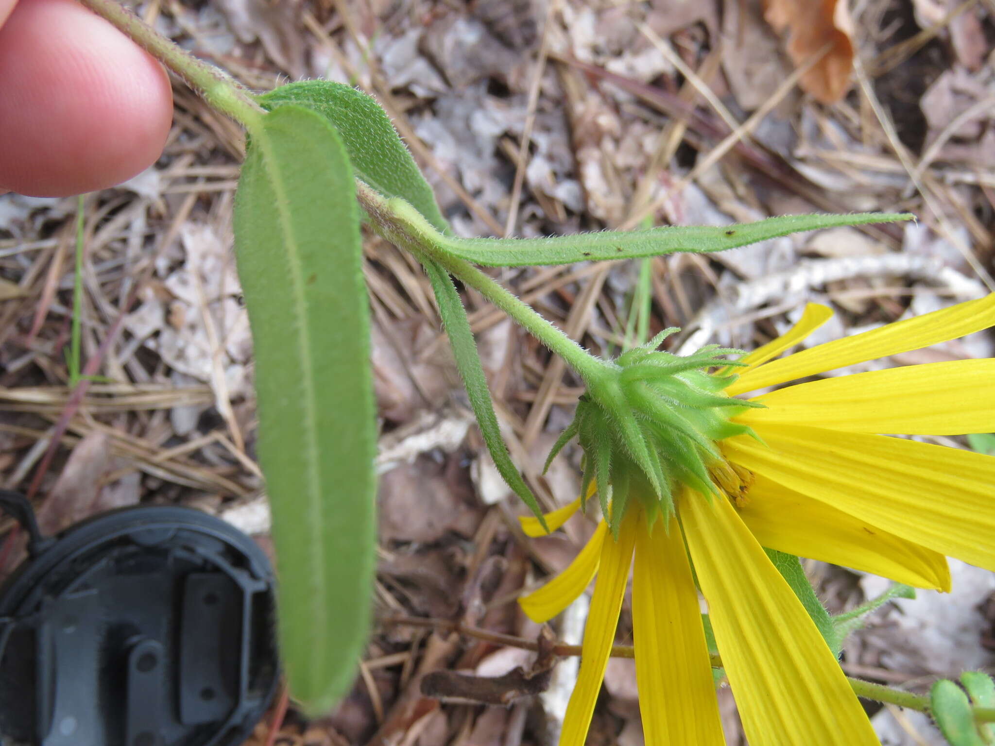 Слика од Helianthus hirsutus Rafin.