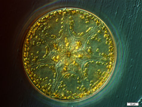 Image of <i>Asterolampra marylandica</i> Ehrenberg 1844