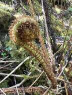 Imagem de Dryopteris unidentata (Hook. & Arn.) C. Chr.