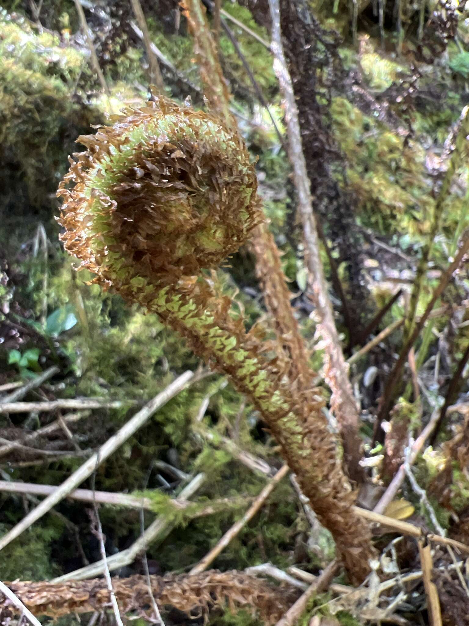 Plancia ëd Dryopteris unidentata (Hook. & Arn.) C. Chr.