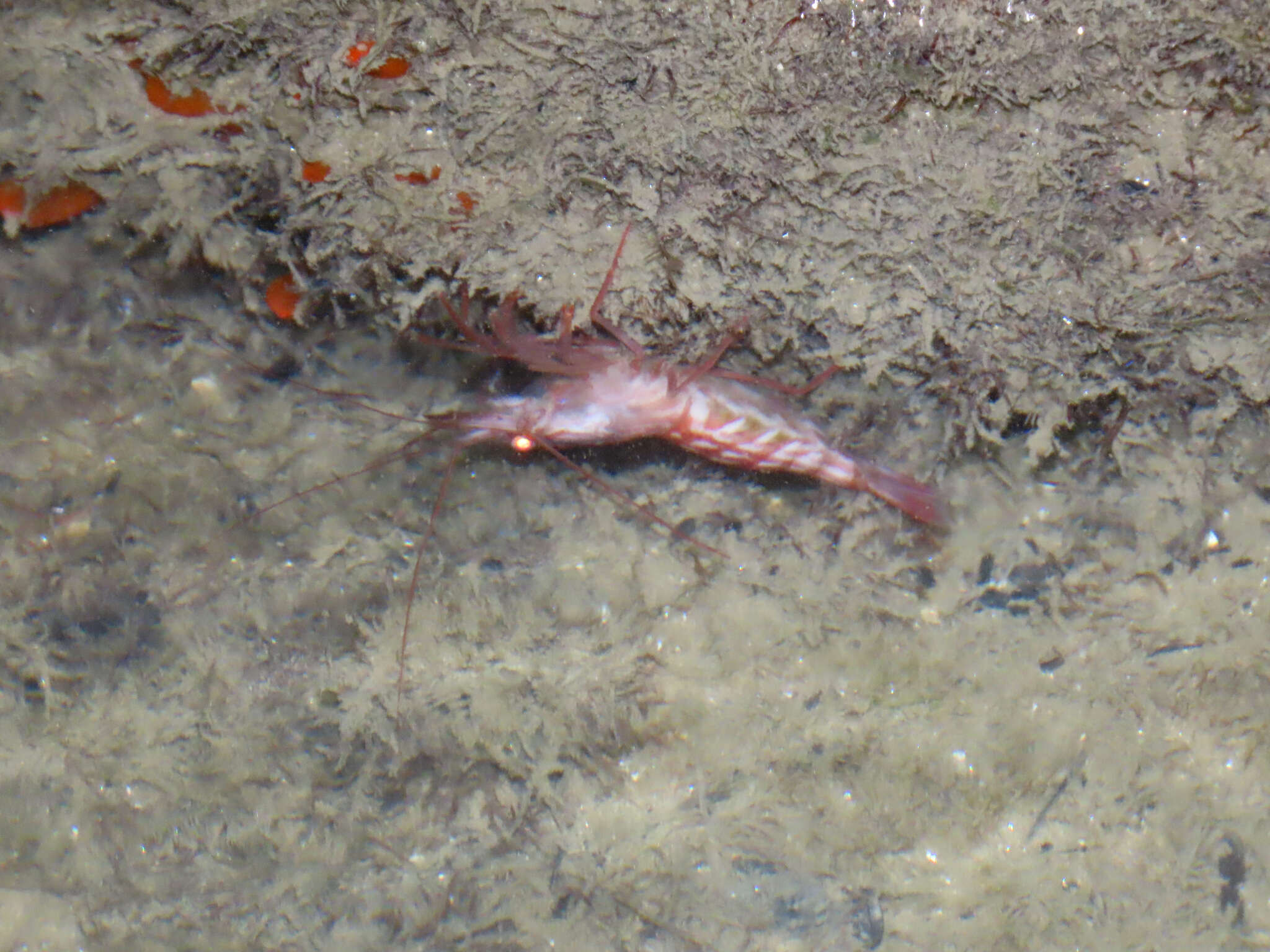 Image of Lysmata bahia Rhyne & Lin 2006