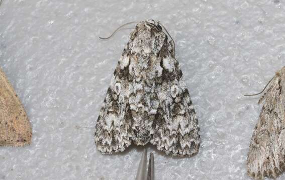 Image of Marble Dagger Moth