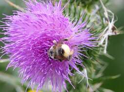 Image of Broad-handed Leaf-cutter Bee