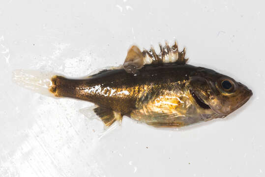 Image of Halfbanded rockfish