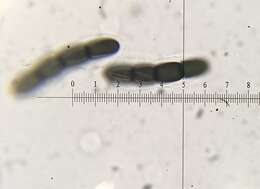 Image of Sporormiella capybarae (Speg.) S. I. Ahmed & Cain 1972