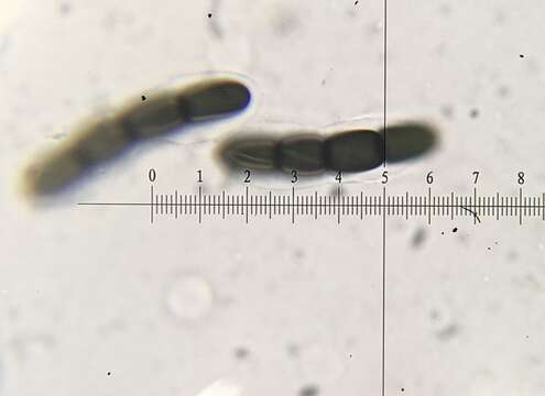 Sivun Sporormiella capybarae (Speg.) S. I. Ahmed & Cain 1972 kuva