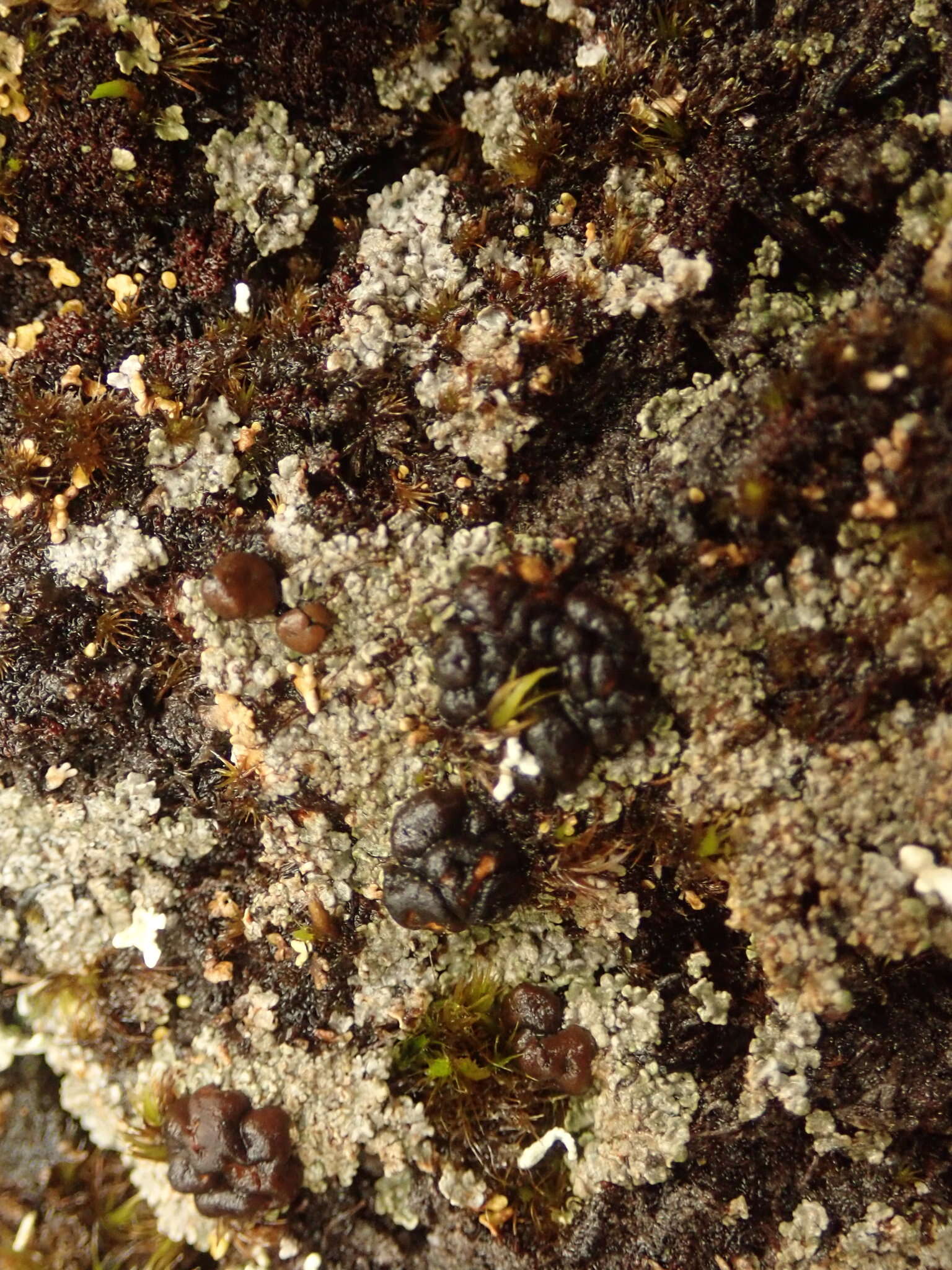 Imagem de <i>Trapeliopsis colensoi</i>