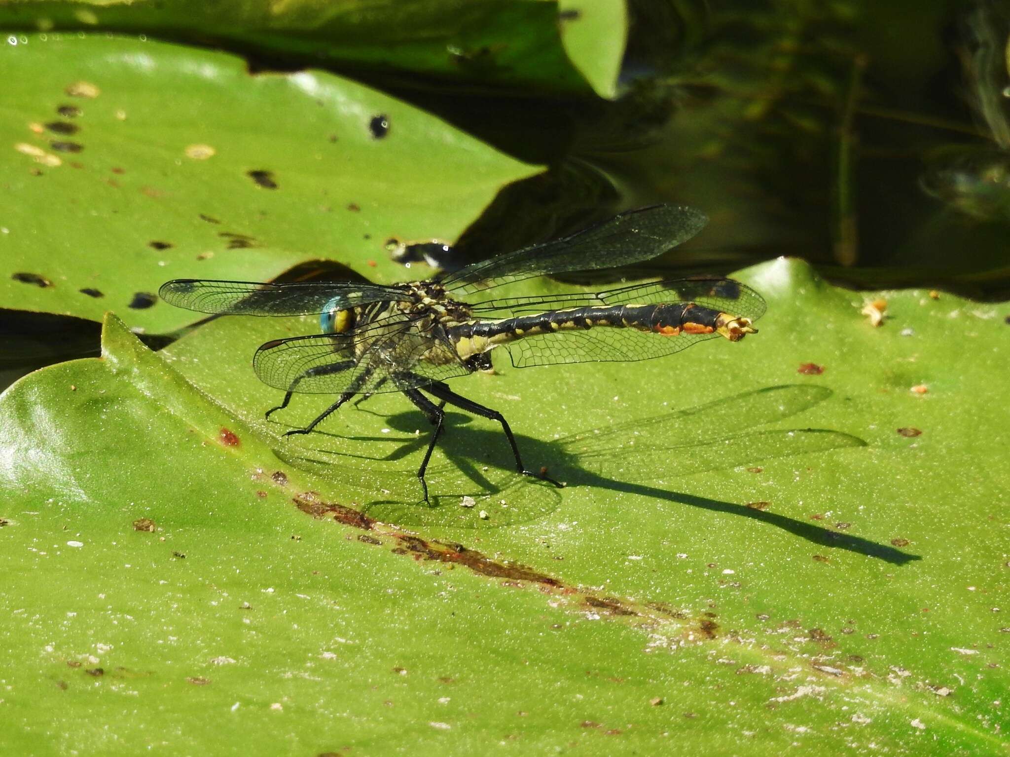 Image of Lilypad Clubtail