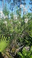 Image of flyweed