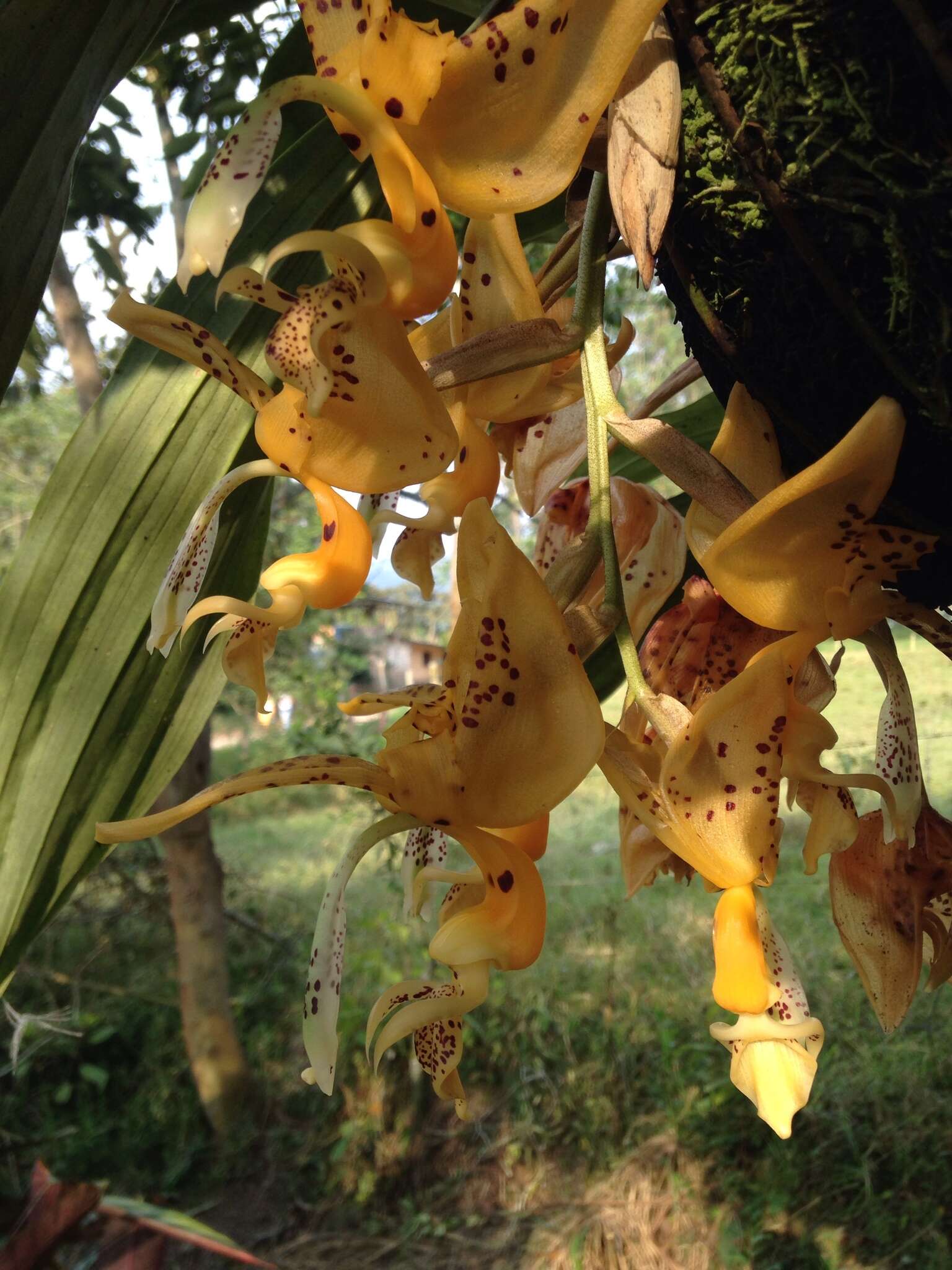 Image of Stanhopea oculata (Lodd.) Lindl.