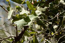 Image of Broad-leaved Apple