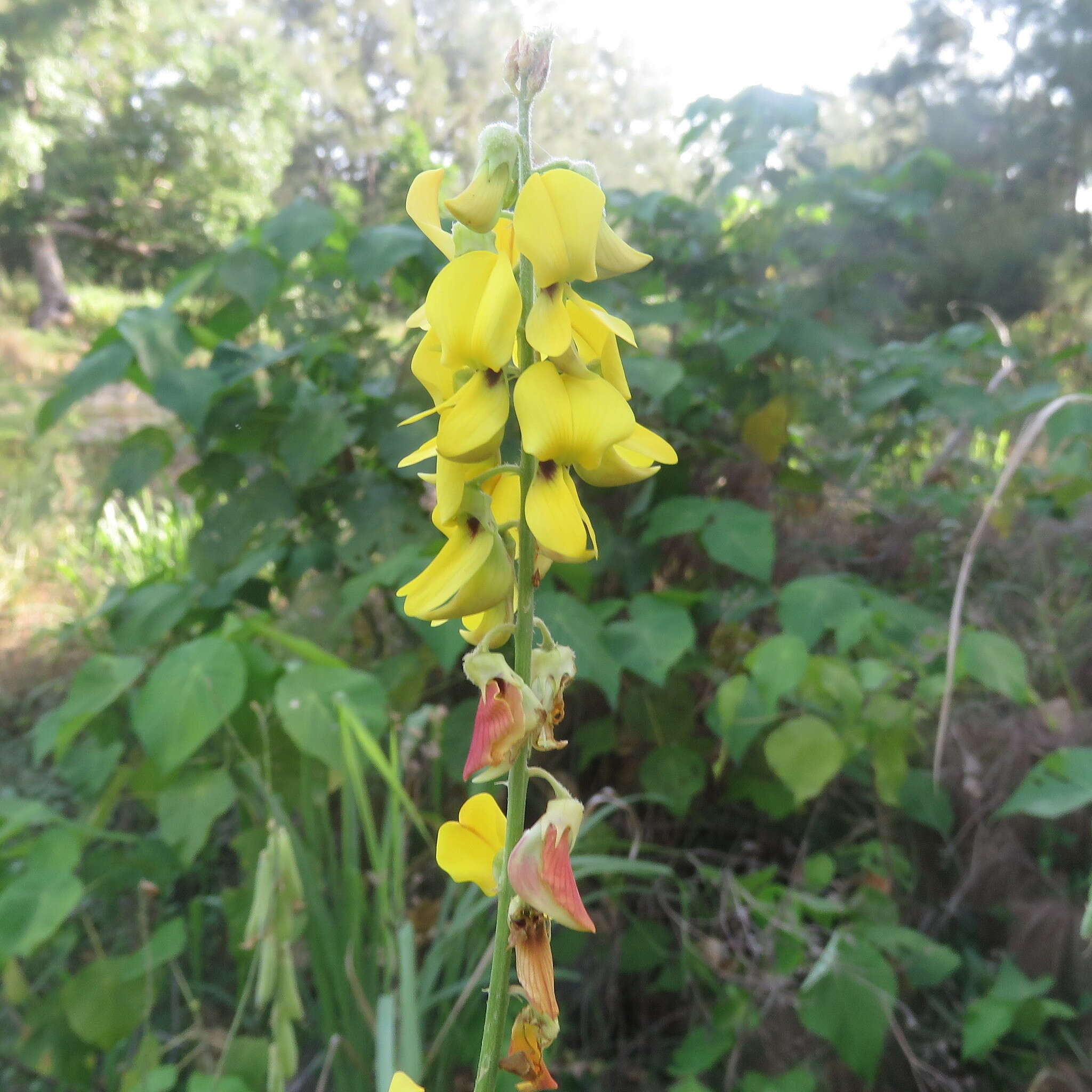 Image of West Indian rattlebox