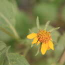 Image of field goldeneye
