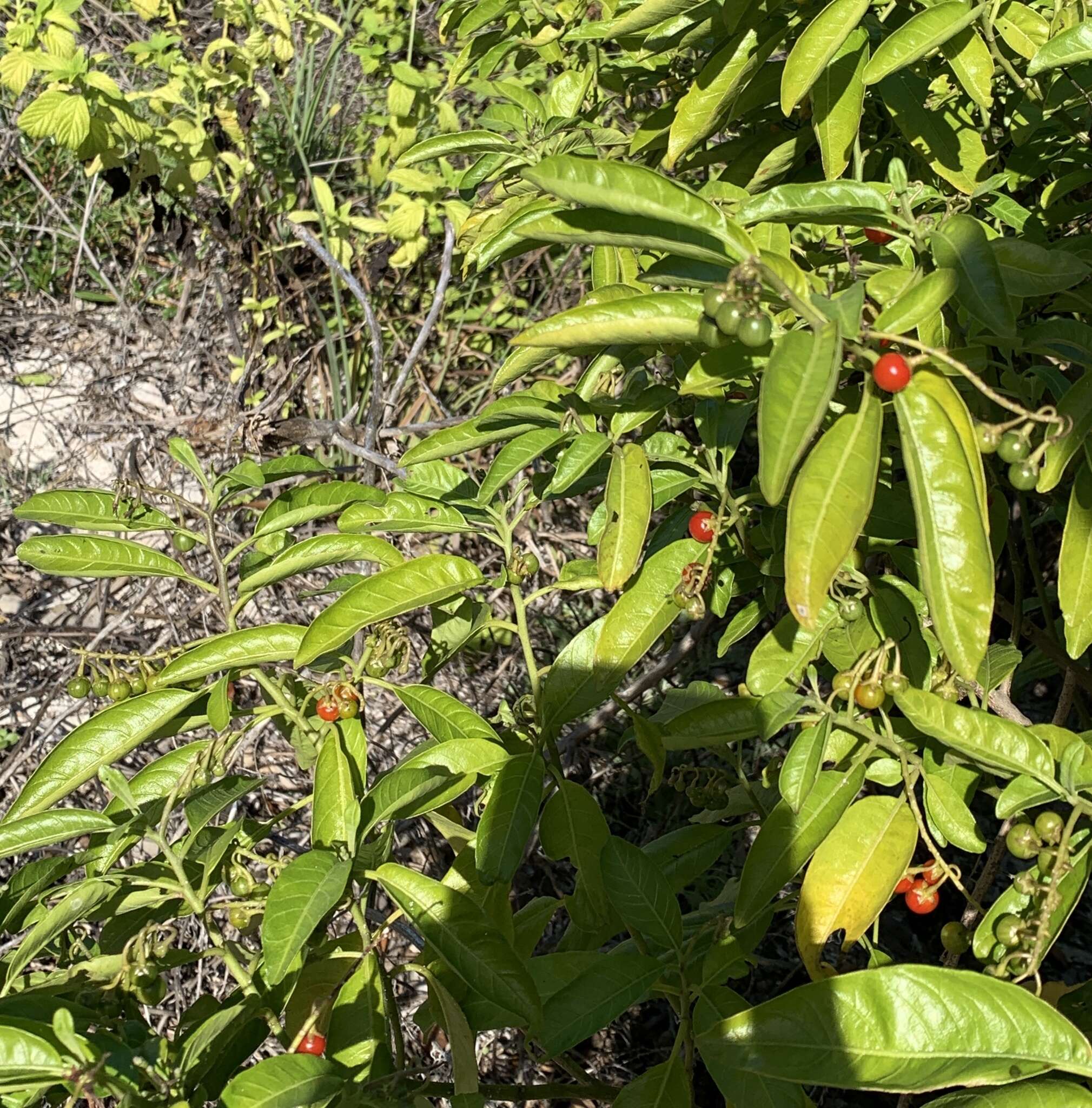 Image of Bahama Nightshade