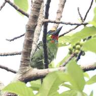 Image of Red-throated Barbet