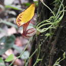 Image of Aristolochia peruviana O. Schmidt