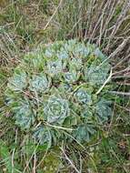 Image of Aloe brevifolia var. brevifolia