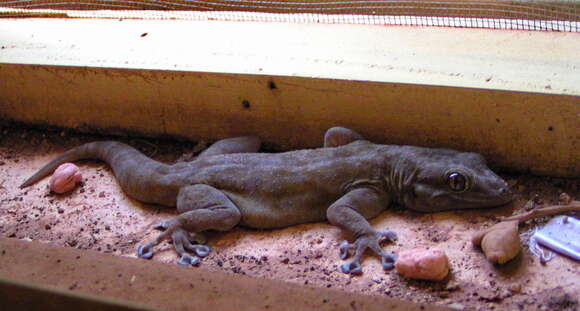 Image of Ptyodactylus togoensis Tornier 1901