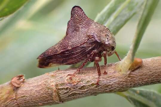 Image of Palonica pyramidata