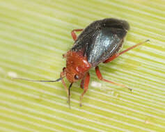 Image of Yucca Plant Bug